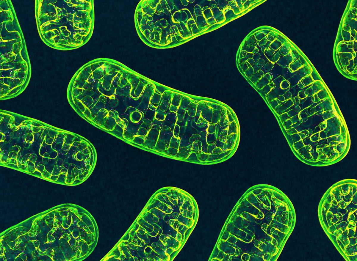 Mitocôndrias fluorescentes - o que é saúde mitocondrial
