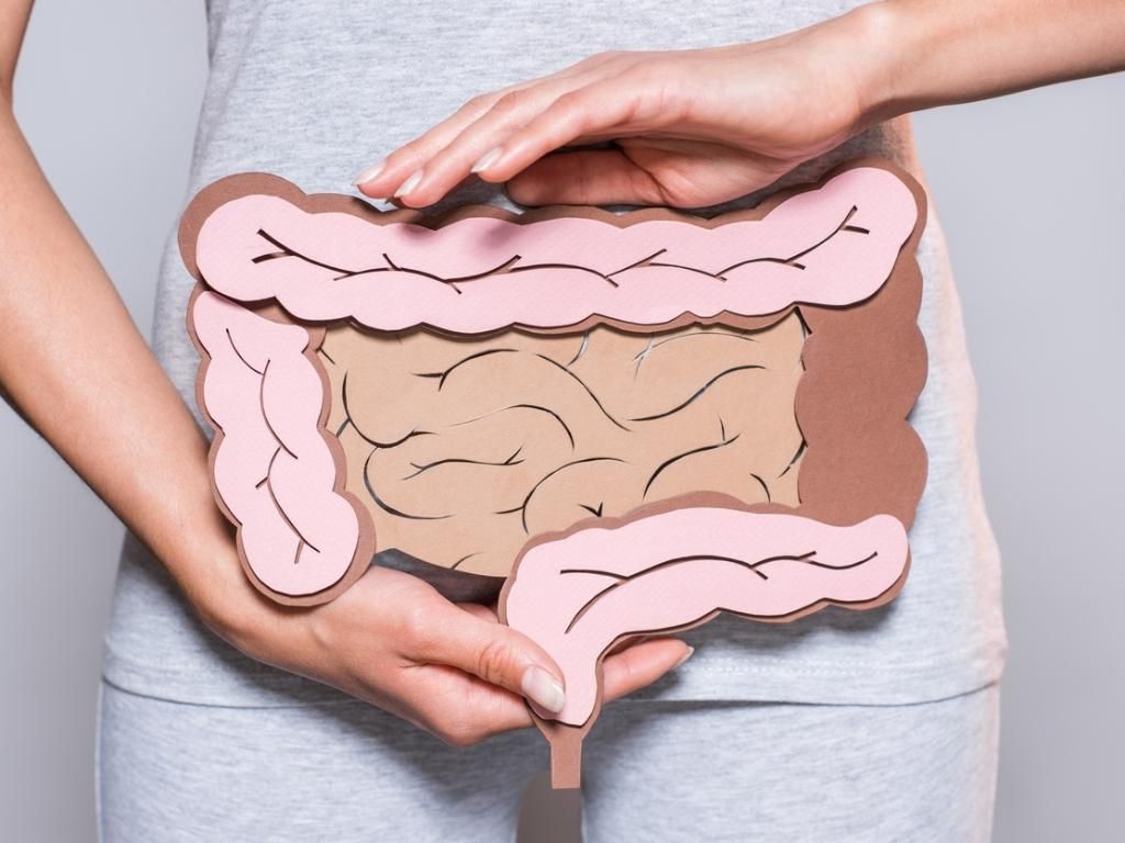 Modelo de intestino em papel com detalhes em cores.